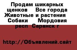 Продам шикарных щенков  - Все города Животные и растения » Собаки   . Мордовия респ.,Саранск г.